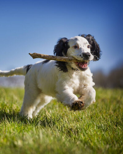 White puppy with black patches running with a stick across a field of grass