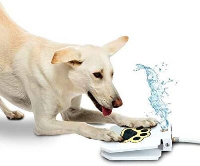 Automatic Outdoor Dog Water Fountain Best Sellers Pet Lifestyle